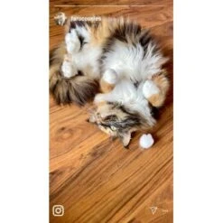 Kater Kasimir Premium Katzenminze, 60g Vorratspack (getrocknet, Geschnitten Und Gesiebt) -Catit Verkaufsgeschäft 0a8ae32e60664223a1beefc94e9ac56208606b87 1408153 de DE adc4a873272fd6b5f96f57d3a5134693bfc5f272qXbFbT