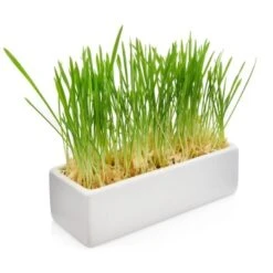 Canadian Cat Company Futterbar Cat Diner Grau/ Weiß -Catit Verkaufsgeschäft 0e525574824550e168be02a6fecb7a609ed284ae 1360972 de DE a02d68c3a8d109b1266e955b4dfb6c9ffc1d2950Klvw73