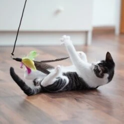 Schlitzohr Katzenangel Federanhänger 5x -Catit Verkaufsgeschäft 11ed2d225658009b8abd2f7334a71527c7d32c64 1484675 de DE 2194cc6dae193c9b0d821763f83834cddf74faa5Q2fI5o