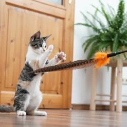 Schlitzohr Federwedel Birdy 3er Pack -Catit Verkaufsgeschäft 2e08cedc855b4fe4d22372cc22f48cef3188be3c 1659562 de DE 4a8ba2ccf79071630769db1080a8b14fba93fcb3EKX8X8