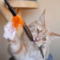 Catit Verkaufsgeschäft -Catit Verkaufsgeschäft 336e0223c1692fb238d18bdbafa6b6b679f93eb9 1659562 de DE 2619e028892cc2c573f5eb259c0182f9f41cbc07EWdGfc