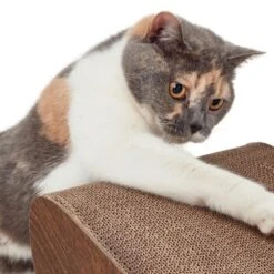 Canadian Cat Company Kratzbrett Satellite 2.0 Braun 17 Canadian Cat Company Kratzbrett Satellite 2.0 Braun -Catit Verkaufsgeschäft 51d726ab18583b5b75703fa2588fac66b1e75dc3 1310301 de DE 26e3a5a4fc0c6541cbfd55bcdee423c53adff143SYgLld