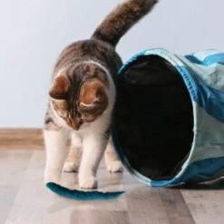 Kater Kasimir 3 Handgerollte Filzwürmchen Aus Schurwolle + 1 Mini-Flasche Katzenminze-Spray -Catit Verkaufsgeschäft 628f7d1d4ec1f70990cd24d861db16d7b447278c 1409266 de DE e1034005335ef5de37662c8ab367f77b33e0f5830ItxtL