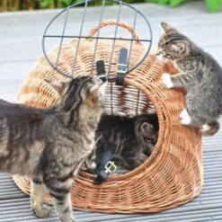 Aumüller Rattanhöhle Gesottene Weide -Catit Verkaufsgeschäft 644da56b8da52f185185b101fb3460690748ee17 ed38553d0e52453b951e62f08b371eb8a64cf3ed