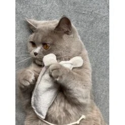 Kater Kasimir Premium Paket Mit 7 Beliebten Katzenspielzeugen Aus Naturmaterial -Catit Verkaufsgeschäft 69d850d83d44dd51ee163b4ce9871d685e5144a3 1408152 de DE 5e0e2fa341f3b7f13618444c260f3bc5df86140eIfTKHQ