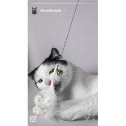 Kater Kasimir Premium Katzenangel Mit 4 Handgemachten Anhängern Aus Naturmaterial -Catit Verkaufsgeschäft 770b4a4773ed49d435287f5ac0f03f94a117604e 1408150 de DE d77919138410a09ab67416f25ec15e6664e9d2ac4JZFQJ