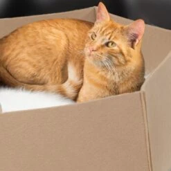 Canadian Cat Company Filzlounge AVA Beige M -Catit Verkaufsgeschäft 7ba98935d491c8b2eebde8b45b44b5579e11436b 1360999 de DE 54fbbf1eb9753052e253ccd1148556ea0b8ca2627HAhZx