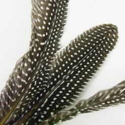 Schlitzohr Katzenangel Federanhänger 5x -Catit Verkaufsgeschäft 93b8e0c984d323f24d455bf8e74e2dbacef5703e 1484675 de DE 7b80f213f44ebcad765dbdebc25bf2d2f0177dbd64kHU2