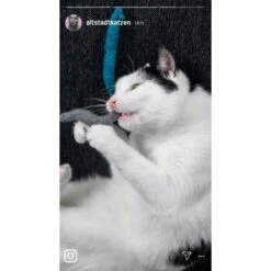 Kater Kasimir 3 Handgerollte Filzwürmchen Aus Schurwolle + 1 Mini-Flasche Katzenminze-Spray -Catit Verkaufsgeschäft 9f7ff512709dd50e91c430c3ac3ef7ee598f1a2a 1409266 de DE 1fc0cc3c919dcaaf28a0e442859a52c0a2aaef43Mb7rqZ