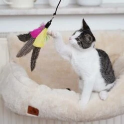 Schlitzohr Katzenangel Federanhänger 5x -Catit Verkaufsgeschäft ac968f3e92fea38def92e5a7524fa7085dc78563 1484675 de DE ddb20d567bfb55f49958028f07ad50186cd87523xUAnfc