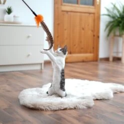 Schlitzohr Federwedel Birdy 3er Pack -Catit Verkaufsgeschäft ad71433917b4c75207a76b8cde2a63e28ac6a3f4 1659562 de DE 3439e97a8a6ef7574f0506829a0694961b8792bfHS2VqL