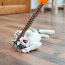 Schlitzohr Federwedel Birdy 3er Pack -Catit Verkaufsgeschäft b2468018bd2b888c11ee64154d86732de60c7830 1659562 de DE 7d36675a42a956412d003b03e1f072b0ae0379063UsHBd