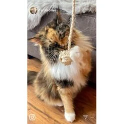 Kater Kasimir Deluxe Set Mit 9 Beliebten Katzenspielzeugen Aus Naturmaterial Und Handgemachtem CATMOM Armband -Catit Verkaufsgeschäft b933584b7dcd56603dddd340f05442bfffc43e18 1408141 de DE 8e1afbeea10c4c53b2e3c89a347993a00031803ayqowzr