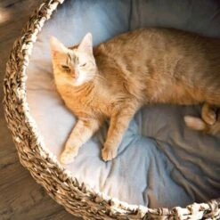 District 70 COCOON Natural M -Catit Verkaufsgeschäft d1bca9000c27271741682ed9d9947040fa216679 010fccd4edaf289528235b12a94f95e756b71b5e