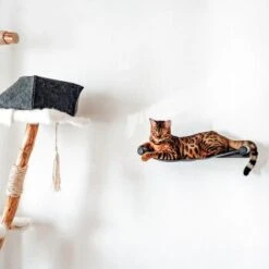 Canadian Cat Company Filz-Hängematte Für Die Wand -Catit Verkaufsgeschäft d6982ed9d12e9d0cbfd4107464642cbf75290f16 1360996 de DE d8ac4e7927d3348063cd4288852ccba5cd28bc01nV0N95