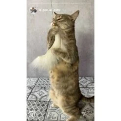 Kater Kasimir Premium Katzenangel Mit 4 Handgemachten Anhängern Aus Naturmaterial -Catit Verkaufsgeschäft f5a0947d639de966c4125c979f26b15c23b5fa95 1408150 de DE aa9d1c169f7ec9191367c416c4b64e9770f966aeO7Adip