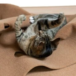 Canadian Cat Company Spielteppich Für Katzen Braun -Catit Verkaufsgeschäft feeb1471a0788eb13995861dfe89bb445b21d4b8 1394213 de DE 4a32360e22e339a18cf0f9a52c488f1077251d777uzNQw